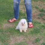 Macho Tricolor Spitz Alemão R$3.500,00