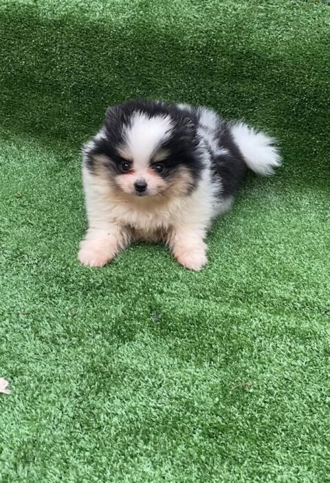 Macho Tricolor Spitz